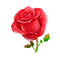 玫瑰